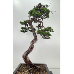 Juniperus sabina -sabina rastrera- A01191 vista 4