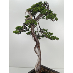 Juniperus sabina -sabina rastrera- A01191 vista 5