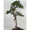 Juniperus sabina A01191 view 5