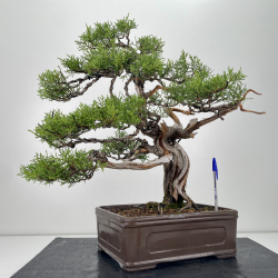Juniperus phoenicea -sabina negral- I-6626