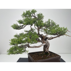 Juniperus phoenicea I-6626 view 2