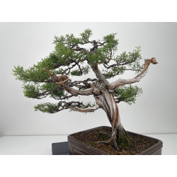 Juniperus phoenicea I-6626 view 3
