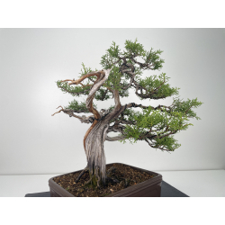 Juniperus phoenicea I-6626 view 4