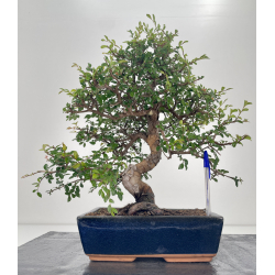 Ulmus -olmo- parvifolia I-6627