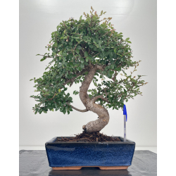 Ulmus -olmo- parvifolia I-6628