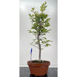 Fagus crenata -haya japonesa- I-6629