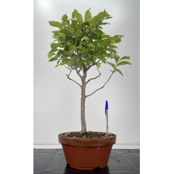 Fagus crenata -haya japonesa- I-6631