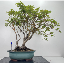 Fagus sylvatica -haya europea- I-6632