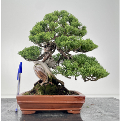 Juniperus chinensis itoigawa I-6633