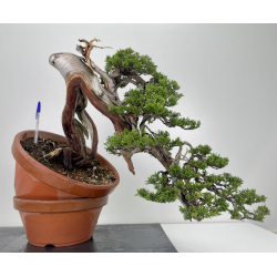 Juniperus sabina A00466