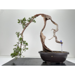 Juniperus sabina A01601