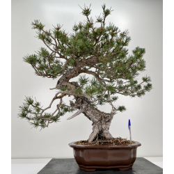 Pinus sylvestris - pino silvestre europeo - I-6636