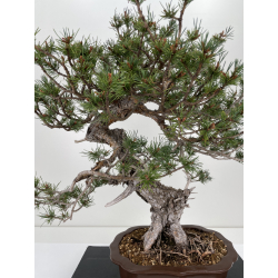 Pinus sylvestris - pino silvestre europeo - I-6636 vista 2