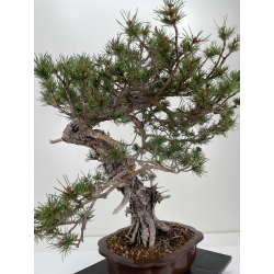 Pinus sylvestris - pino silvestre europeo - I-6636 vista 3