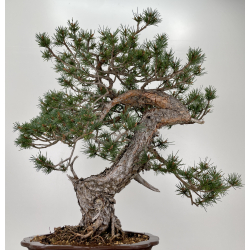 Pinus sylvestris - pino silvestre europeo - I-6636 vista 4
