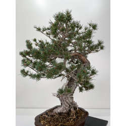 Pinus sylvestris - pino silvestre europeo - I-6636 vista 5