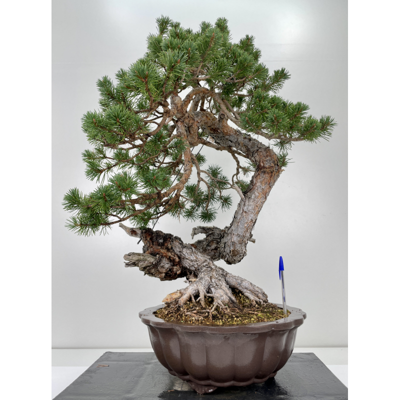 Pinus sylvestris - pino silvestre europeo - I-6637