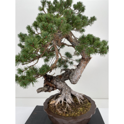 Pinus sylvestris - pino silvestre europeo - I-6637 vista 2