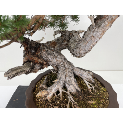 Pinus sylvestris - pino silvestre europeo - I-6637 vista 3