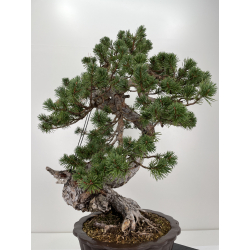 Pinus sylvestris - pino silvestre europeo - I-6637 vista 4