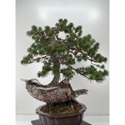 Pinus sylvestris - pino silvestre europeo - I-6637 vista 5