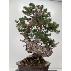 Pinus sylvestris - pino silvestre europeo - I-6637 vista 6