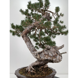 Pinus sylvestris - pino silvestre europeo - I-6637 vista 7