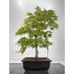 Acer palmatum oshu beni I-6558