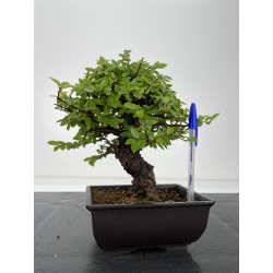 Zelkova nire I-6641