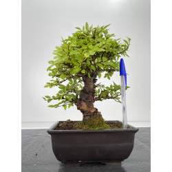 Zelkova nire I-6643