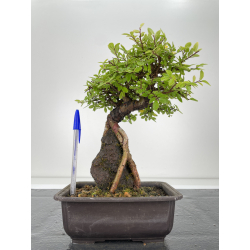 Zelkova nire I-6644