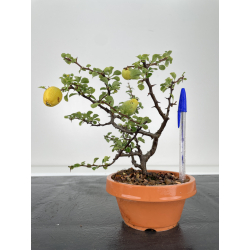 Chaenomeles chojubai I-6645