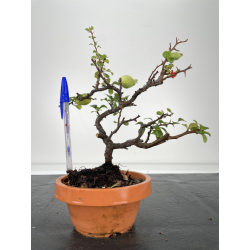 Chaenomeles chojubai I-6646