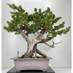 Juniperus chinensis itoigawa A00008