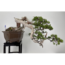 Juniperus sabina A00463
