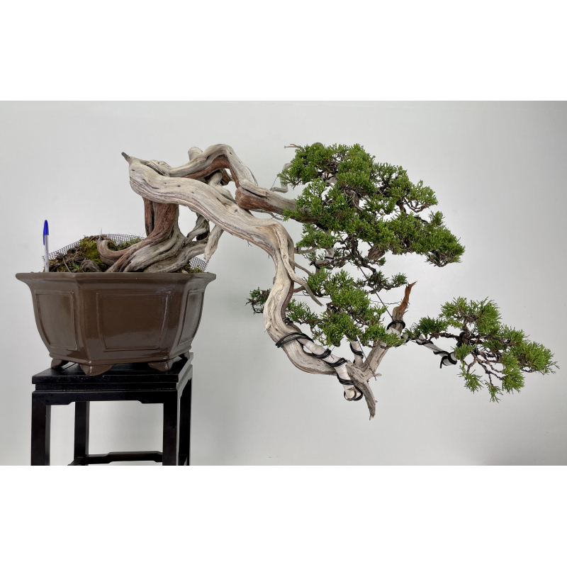 Juniperus sabina -sabina rastrera- A00463