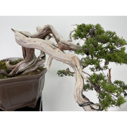 Juniperus sabina -sabina rastrera- A00463 vista 2