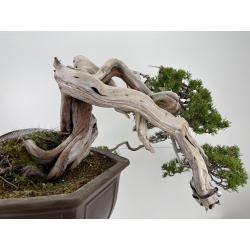 Juniperus sabina -sabina rastrera- A00463 vista 3