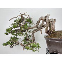 Juniperus sabina -sabina rastrera- A00463 vista 4