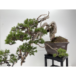 Juniperus sabina -sabina rastrera- A00463 vista 5