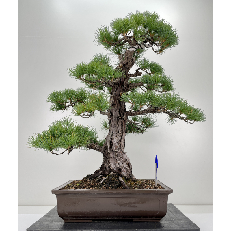 Pinus parviflora pentaphylla I-6649
