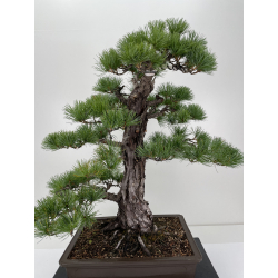 Pinus parviflora pentaphylla I-6649 vista 2