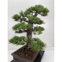 Pinus parviflora pentaphylla I-6649 vista 3