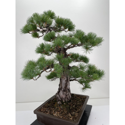 Pinus parviflora pentaphylla I-6649 vista 5
