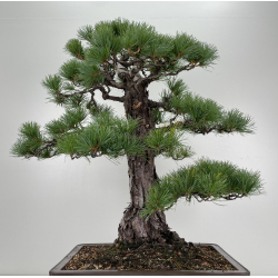 Pinus parviflora pentaphylla I-6649 vista 4