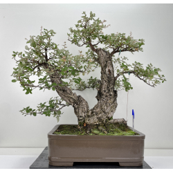 Quercus suber I-6650