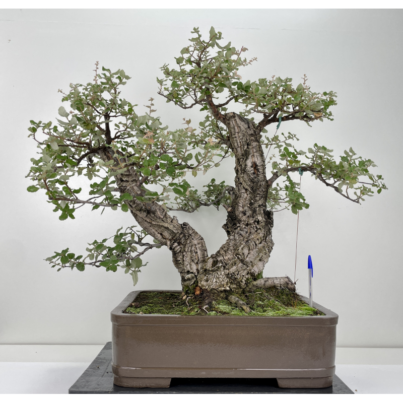 Quercus suber -alcornoque- I-6650