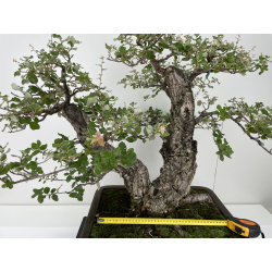 Quercus suber -alcornoque- I-6650 vista 2