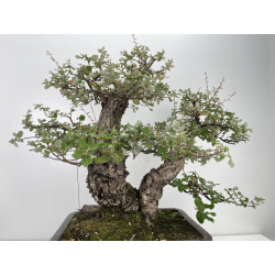 Quercus suber -alcornoque- I-6650 vista 4