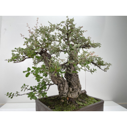 Quercus suber -alcornoque- I-6650 vista 3
